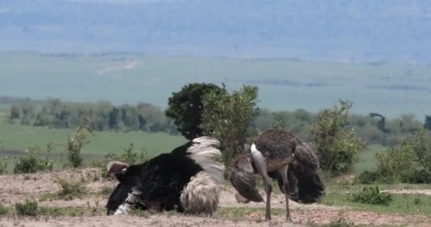 Avestruzes Struthio Camelus Masculino Feminino Cortejo Exibindo Antes Acasalar Masai — Vídeo de Stock