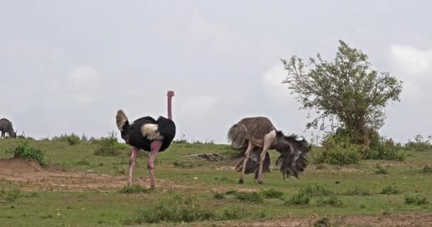 Struccfélék Struthio Camelus Férfi Női Udvarlás Bemutatás Előtt Párzása Masai — Stock videók