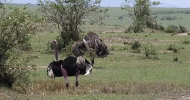 Avestruzes Struthio Camelus Masculino Feminino Cortejo Exibindo Antes Acasalar Masai — Vídeo de Stock
