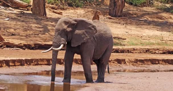 Африканский Слон Loxodonta Affa Взрослый Принимающий Ванну Реке Парк Самбуру — стоковое видео