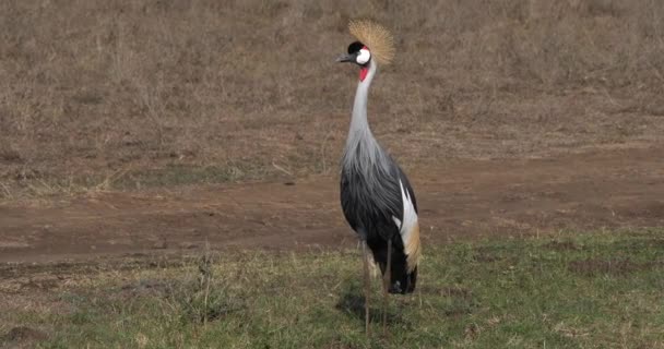 Gru Con Corona Grigia Balearica Regulorum Adulto Parco Nairobi Kenya — Video Stock