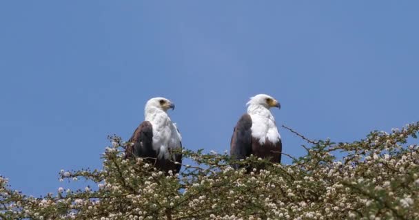 Африканських Риб Орли Haliaeetus Vocifer Пара Спів Верхній Частині Дерево — стокове відео