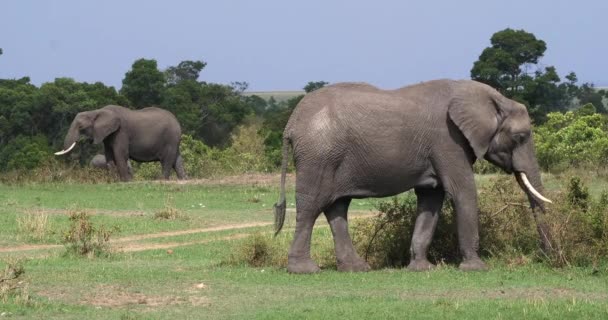 African Elephants Loxodonta Africana Adult Eating Bush Masai Mara Park — Stock Video