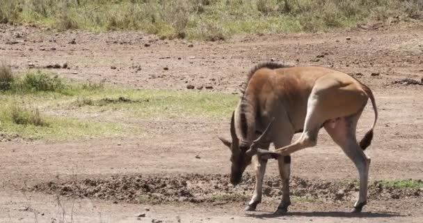 Cape Eland Taurotragus Oryx Homme Scratching Nairobi Park Kenya Masai — Video