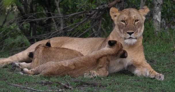 Αφρικανικό λιοντάρι, αρσενικό περπατώντας σαβάνα — Αρχείο Βίντεο
