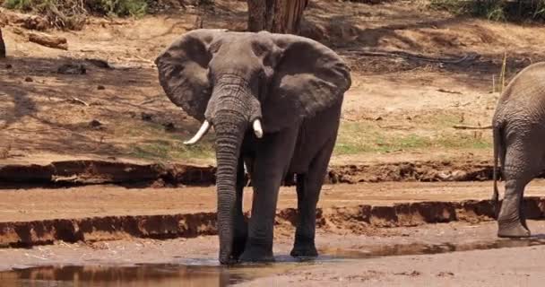 Африканские Слоны Loxodonta Affa Взрослые Пьют Реке Парк Самбуру Кении — стоковое видео