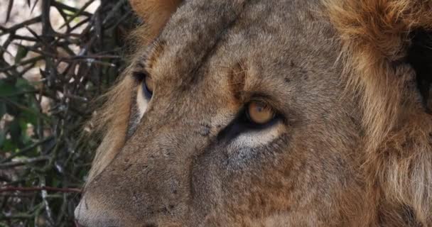 Afrikanska lejon, hane går genom Savanna — Stockvideo