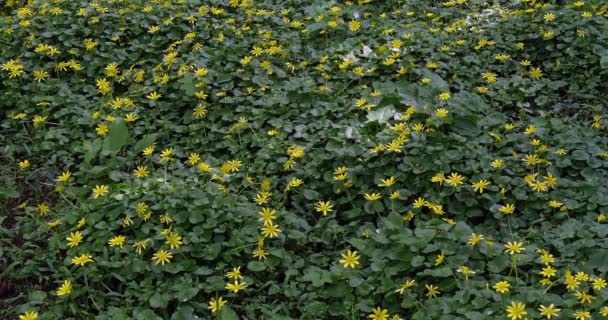 Flores Amarelas Normandia Tempo Real — Vídeo de Stock