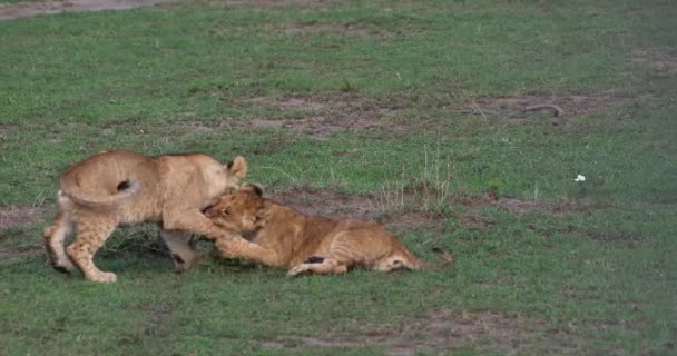 Африканський лев, чоловіки, проходячи через Савана — стокове відео