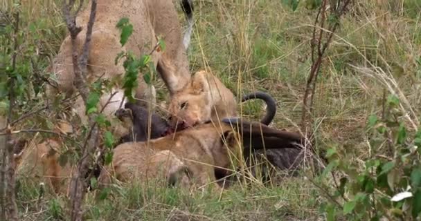 アフリカのライオン パンテーラ ケニア リアルタイム の殺す Wildebest マサイマラ公園グループ — ストック動画