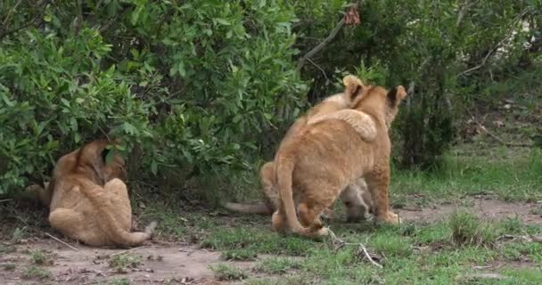 Afrikanska Lejon Panthera Leo Ungar Spelar Masai Mara Park Kenya — Stockvideo