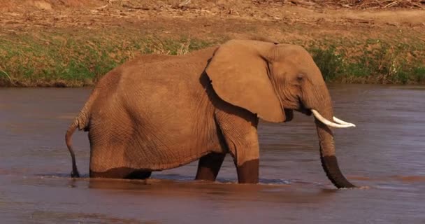 Αφρικανικός Ελέφαντας Loxodonta Africana Ενηλίκων Πόσιμο Νερό Στο Ποτάμι Samburu — Αρχείο Βίντεο