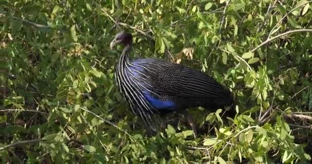 Guineafowl Acryhouum Vulturinum Adult Perched Tree Samburu Park Kenya Real — стоковое видео