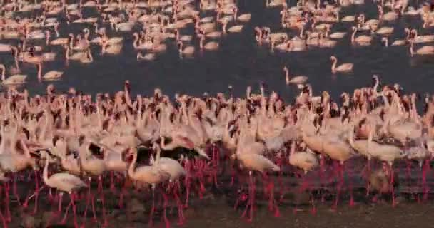 较小的火烈鸟 Phoenicopterus 未成年人 殖民地在博高瑞亚湖在肯尼亚 实时4K — 图库视频影像