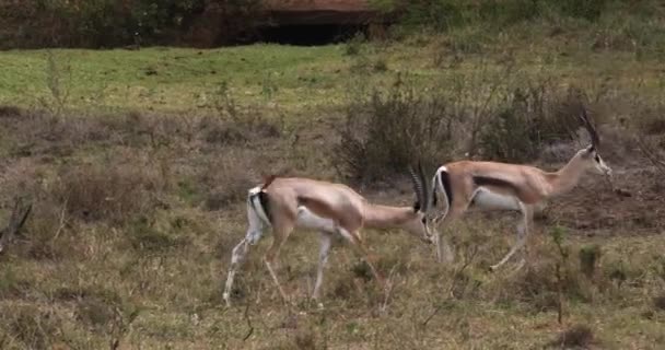Grant Gazelles Gazella Granti Group Nairobi Park Kenya Real Time — стоковое видео