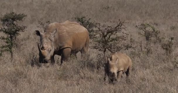 Vit Noshörning Ceratotherium Simum Mor Och Kalv Nairobi Park Kenya — Stockvideo