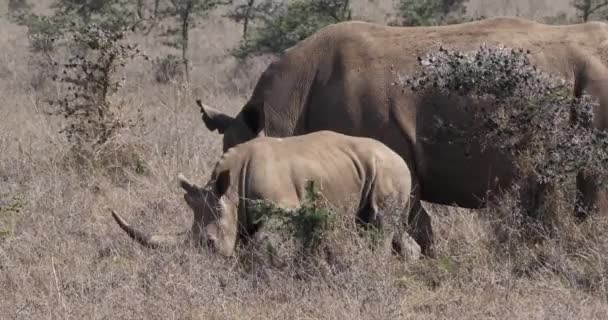 Beyaz Gergedan Ceratotherium Simum Anne Yavrusu Nairobi Park Kenya Gerçek — Stok video