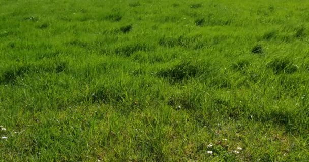 Hierba Larga Viento Normandía Francia Tiempo Real — Vídeo de stock