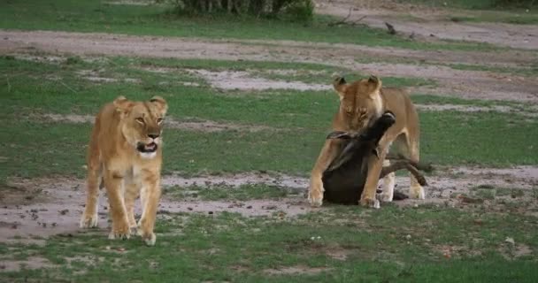 Leoni Africani Pantera Leo Femmine Con Uccisione Wildebest Masai Mara — Video Stock