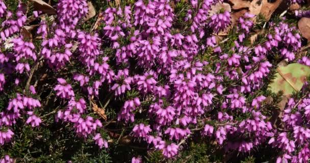 Blooming Heather Normandy France Real Time — Stock Video