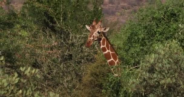 Netzgiraffe Giraffa Camelopardalis Reticulata Samburu Park Kenia Echtzeit — Stockvideo