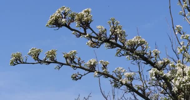 Zweig Eines Apfelbaums Blumen Normandie Echtzeit — Stockvideo