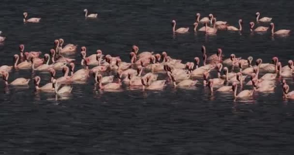 Flamencos Menores Phoenicopterus Minor Colonia Lago Bogoria Kenia Tiempo Real — Vídeo de stock