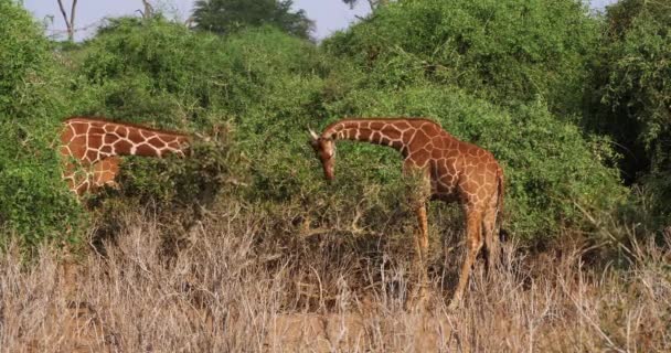 Jirafas Reticuladas Jirafa Camelopardalis Reticulata Pareja Parque Samburu Kenia Tiempo — Vídeos de Stock