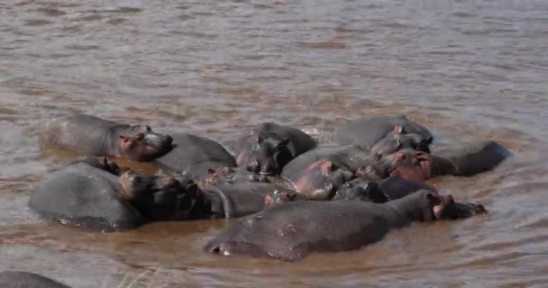 Amphibius 小组站立在河 马赛马拉公园在肯尼亚 真正时间4K — 图库视频影像