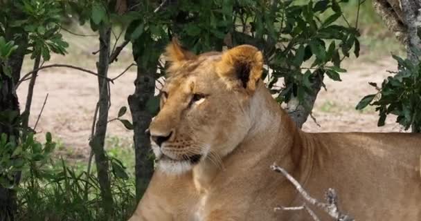 Afrikanska lejon, hane går genom Savanna — Stockvideo