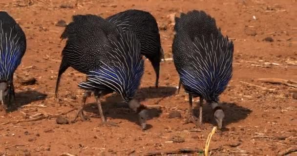 Pintades Vulvaires Acryllium Vulturinum Groupe Parc Samburu Kenya Temps Réel — Video