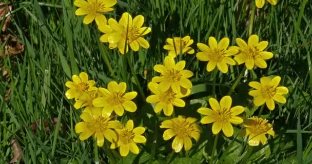 Κίτρινα Λουλούδια Στον Άνεμο Νορμανδία Πραγματικό Χρόνο — Αρχείο Βίντεο