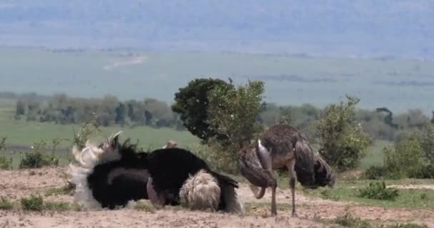 Struccfélék Struthio Camelus Férfi Női Udvarlás Bemutatás Előtt Párzása Masai — Stock videók