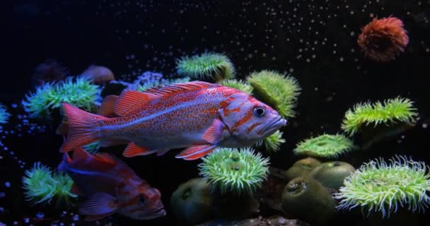 Canary Rockfish Sebastes Pinniger Real Time — Stock Video