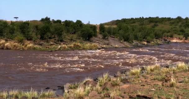 Landschap Van Mara Rivier Kenia Realtime Park Masai Mara — Stockvideo