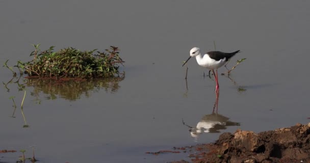 Steltkluut Himantopus Himantopus Volwassen Zoek Naar Voedsel Het Water Masai — Stockvideo