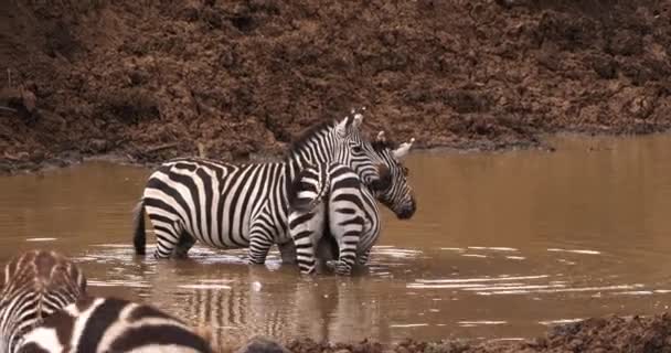 バーチェルサバンナシマウマ、equus burchelli、水、リアルタイム、ケニアのマサイマラ公園に入る大人 — ストック動画