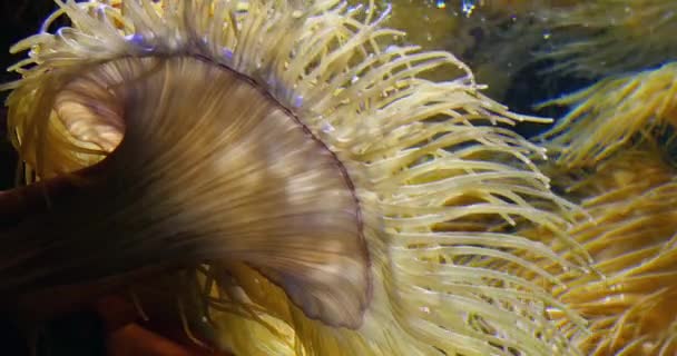 Моря Anemone Реального Часу — стокове відео