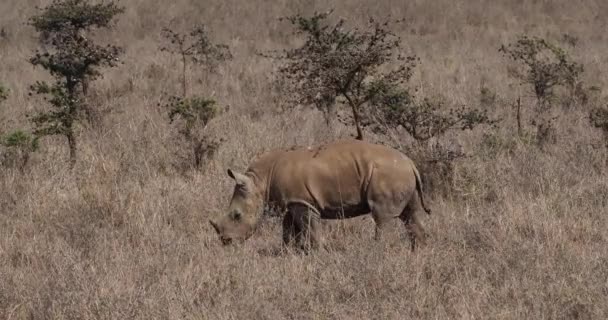 Rinoceronte Branco Ceratotherium Simum Bezerro Coçando Uma Árvore Parque Nairobi — Vídeo de Stock