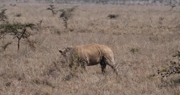 Rinoceronte Blanco Ceratotherium Simum Madre Ternera Parque Nairobi Kenia Tiempo — Vídeo de stock