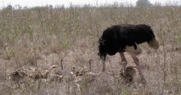 Страусы Struthio Camelus Мужчина Цыплята Идущие Через Саванну Национальный Парк — стоковое видео