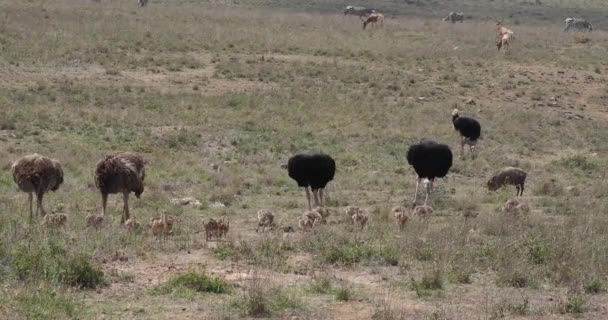 Страусы Struthio Camelus Мужчины Женщины Цыплята Идущие Через Саванну Национальный — стоковое видео