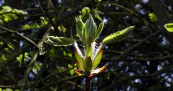 Bud Chestnut Tree Aesculus Hippocastanum Normandia Real Time — Vídeo de Stock