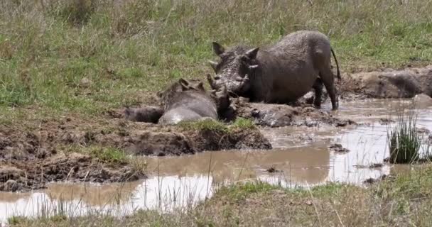 イボイノシシ Phacochoerus エティオピクス 泥風呂 リアルタイム ケニアのナイロビ公園を持つペア — ストック動画