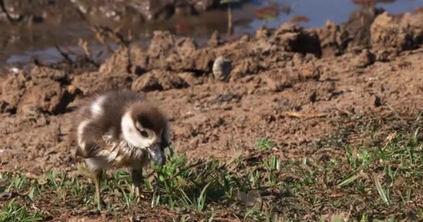 埃及鹅 Alopochen Aegyptiacus 成人和鹅 实时4K — 图库视频影像