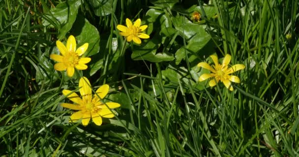 Gelbe Blumen Wind Normandie Echtzeit — Stockvideo