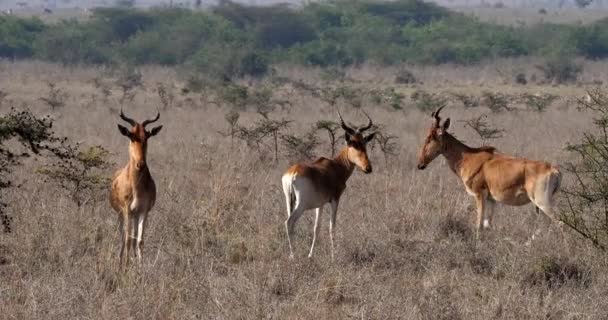 Hartebeests Alcelaphus Buselaphus Stado Stojący Sawanny Czasie Rzeczywistym Parku Masai — Wideo stockowe