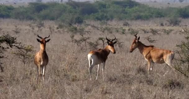 Hartebeests Alcelaphus Buselaphus Стадо Стоячи Савана Масаї Мара Парк Кенія — стокове відео