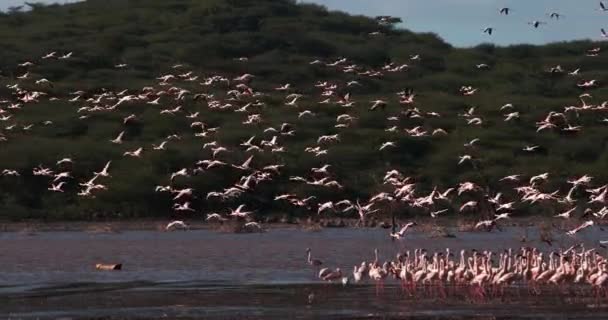 较小的火烈鸟 Phoenicopterus 未成年人 组在飞行中 起飞从水 殖民地在博高瑞亚湖在肯尼亚 慢动作4K — 图库视频影像