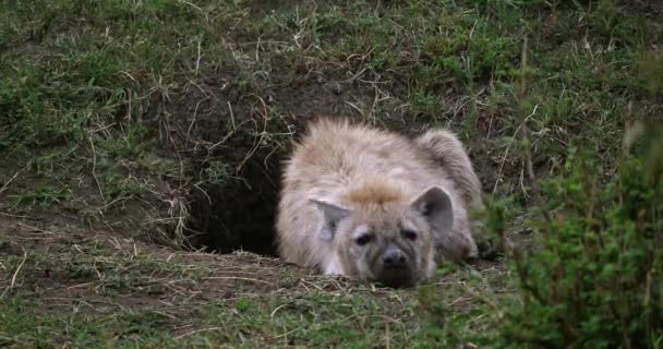 Benekli Sırtlan Crocuta Crocuta Yetişkin Ayakta Den Girişinde Masai Mara — Stok video